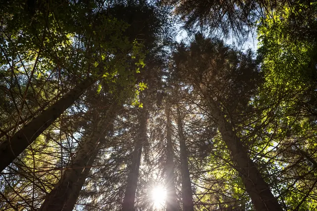A well lit, healthy forest