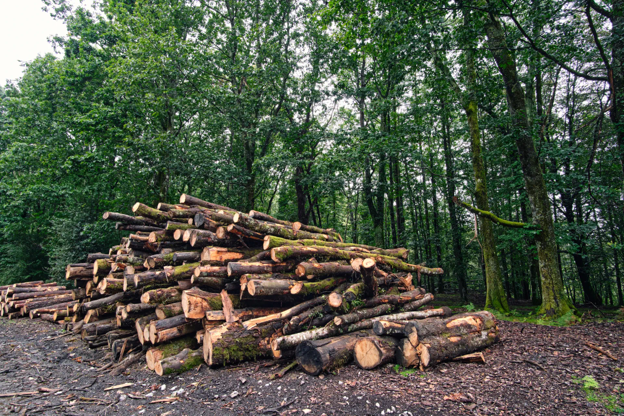 A stack of freshly cut timber in a forest