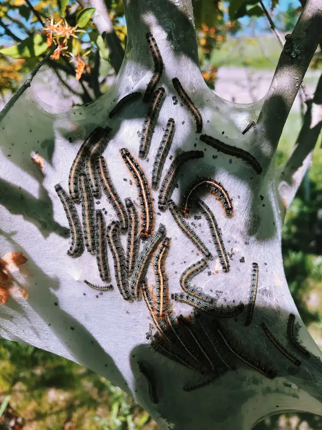 Eastern Tent Caterpillars decimating a tree