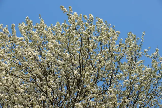 A stereotypical Bradford Pear tree