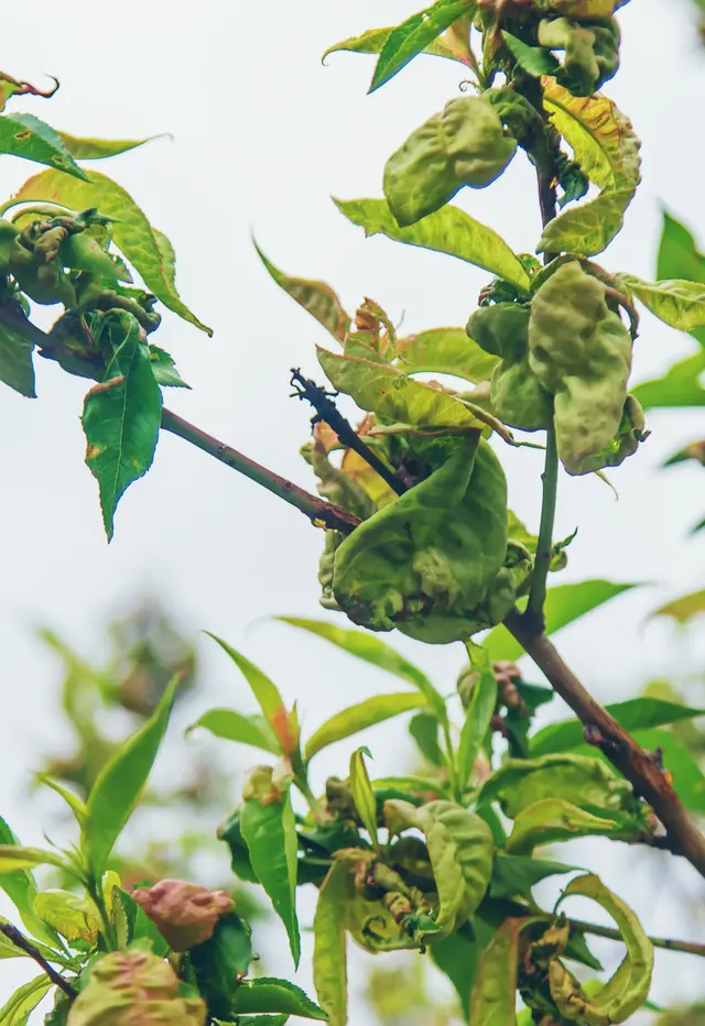 A tree showing signs of disease in its withered leaves