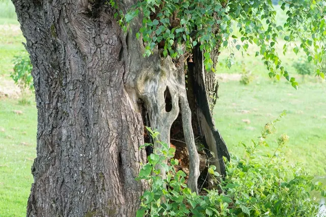 A hollow old tree overgrown with vines