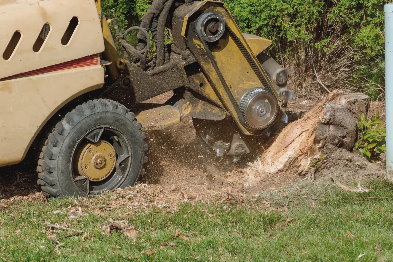 A stump grinder at work