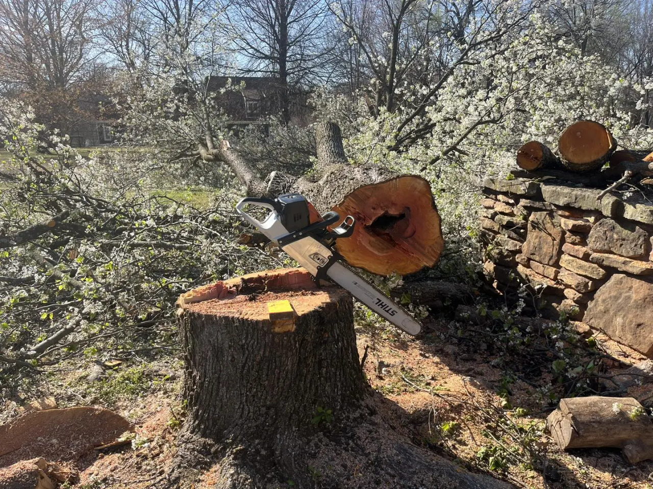 An arborist in a tree, using rope gear to safely fell it