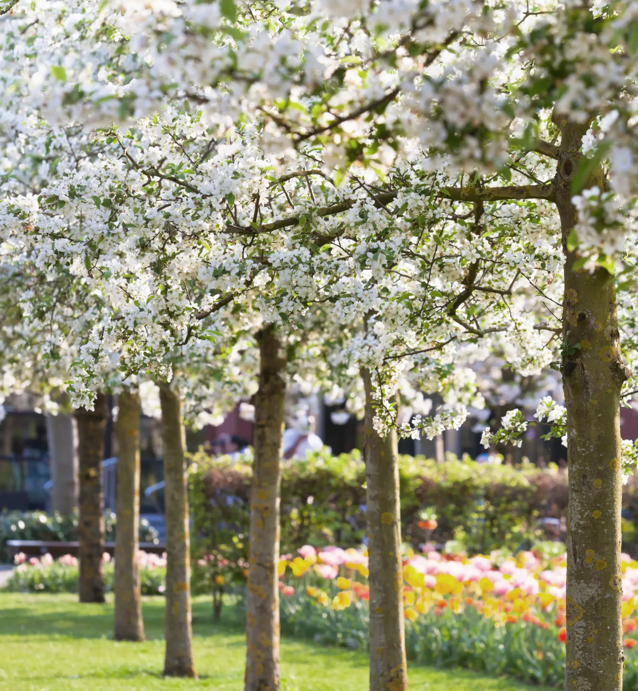 A grove of well manicured trees